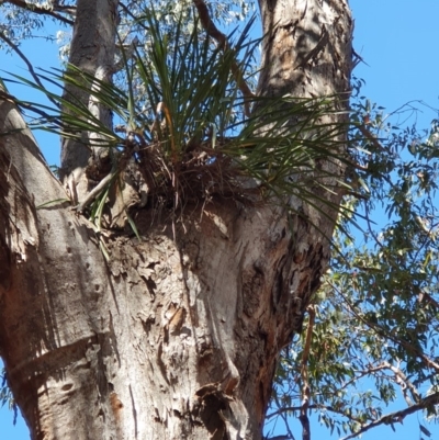 Cymbidium suave (Snake Orchid) at Coolagolite, NSW - 28 Oct 2019 by JoyGeorgeson