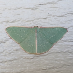 Chlorocoma dichloraria at Wallaga Lake, NSW - 29 Oct 2019 09:14 AM