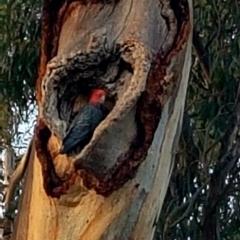 Callocephalon fimbriatum (Gang-gang Cockatoo) at Stirling, ACT - 5 Nov 2019 by dstirzaker