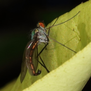 Dolichopodidae (family) at Kambah, ACT - 5 Nov 2019 05:31 PM