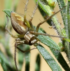 Oxyopes sp. (genus) (Lynx spider) at Kambah, ACT - 5 Nov 2019 by Marthijn