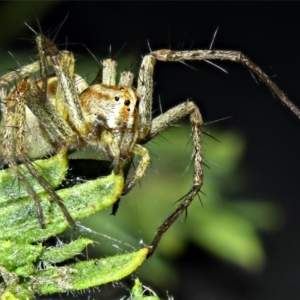 Oxyopes sp. (genus) at Kambah, ACT - 5 Nov 2019 06:46 PM