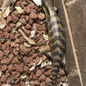 Tiliqua scincoides scincoides at Yass, NSW - 5 Nov 2019