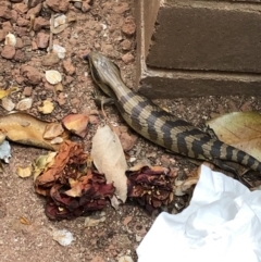 Tiliqua scincoides scincoides at Yass, NSW - 5 Nov 2019