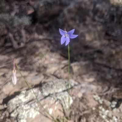Wahlenbergia sp. (Bluebell) at Lake George, NSW - 5 Nov 2019 by MPennay