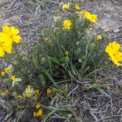 Hibbertia sp. (Guinea Flower) at Lake George, NSW - 5 Nov 2019 by MPennay