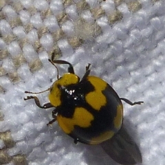 Illeis galbula (Fungus-eating Ladybird) at Aranda, ACT - 28 Dec 2013 by JanetRussell