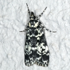 Scoparia exhibitalis (A Crambid moth) at Ainslie, ACT - 22 Oct 2019 by jb2602