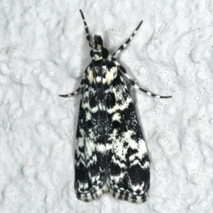 Scoparia exhibitalis at Ainslie, ACT - 22 Oct 2019 09:12 PM