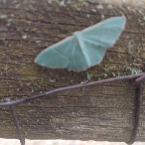 Chlorocoma (genus) at Lake George, NSW - 3 Nov 2019 02:15 PM