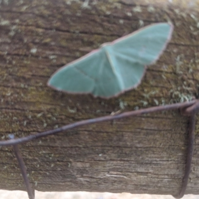 Chlorocoma (genus) (Emerald moth) at Lake George, NSW - 3 Nov 2019 by MPennay