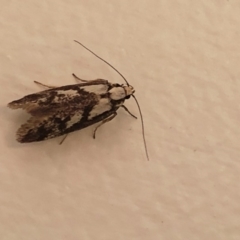 Eusemocosma pruinosa (Philobota Group Concealer Moth) at Aranda, ACT - 5 Nov 2019 by Jubeyjubes