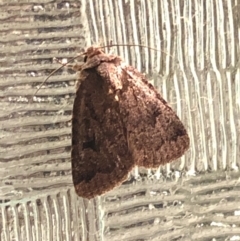 Thoracolopha (genus) (A Noctuid moth) at Aranda, ACT - 5 Nov 2019 by Jubeyjubes
