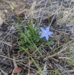 Wahlenbergia sp. (Bluebell) at Lake George, NSW - 5 Nov 2019 by MPennay