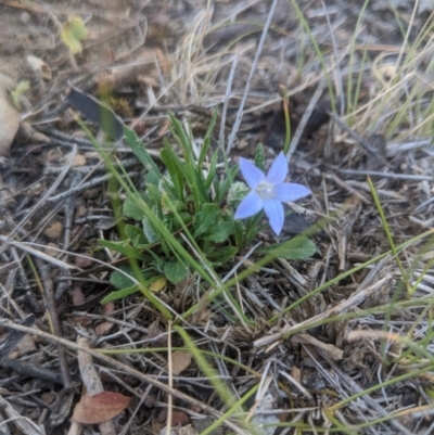 Wahlenbergia sp. (Bluebell) at Lake George, NSW - 5 Nov 2019 by MPennay