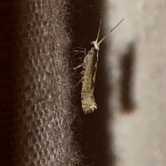 Plutella xylostella at Aranda, ACT - 5 Nov 2019 09:35 PM