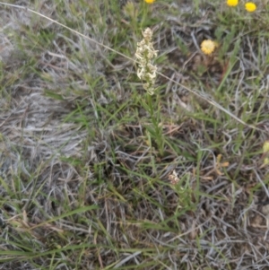 Stackhousia monogyna at Lake George, NSW - 5 Nov 2019