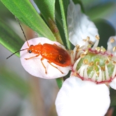 Monolepta sp. (genus) (Leaf beetle) at Coree, ACT - 5 Nov 2019 by Harrisi