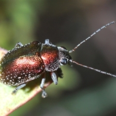 Edusella sp. (genus) (A leaf beetle) at Uriarra Village, ACT - 5 Nov 2019 by Harrisi