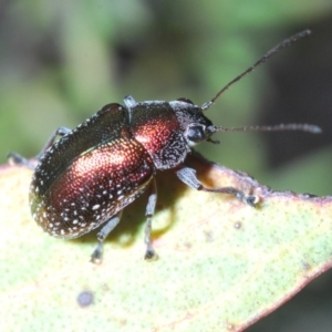 Edusella sp. (genus) at Uriarra Village, ACT - 5 Nov 2019