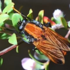 Pelecorhynchus fulvus (Orange cap-nosed fly) at Cotter Reserve - 5 Nov 2019 by Harrisi