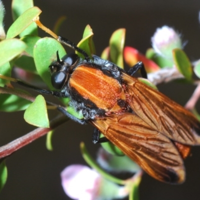 Pelecorhynchus fulvus (Orange cap-nosed fly) at Cotter Reserve - 5 Nov 2019 by Harrisi