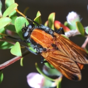 Pelecorhynchus fulvus at Uriarra Village, ACT - 5 Nov 2019