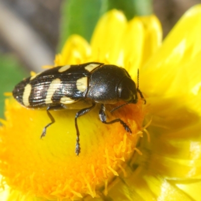 Castiarina australasiae (A jewel beetle) at Uriarra Village, ACT - 5 Nov 2019 by Harrisi