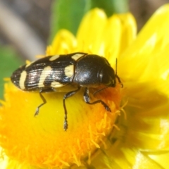 Castiarina australasiae (A jewel beetle) at Uriarra Village, ACT - 5 Nov 2019 by Harrisi