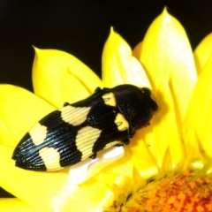 Castiarina australasiae at Uriarra Village, ACT - 5 Nov 2019