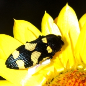 Castiarina australasiae at Uriarra Village, ACT - 5 Nov 2019