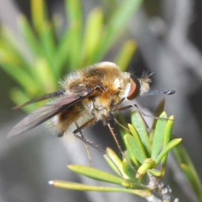 Bombyliidae (family) (Unidentified Bee fly) at Uriarra Village, ACT - 5 Nov 2019 by Harrisi