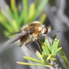 Bombyliidae sp. (family) (Unidentified Bee fly) at Cotter Reserve - 5 Nov 2019 by Harrisi