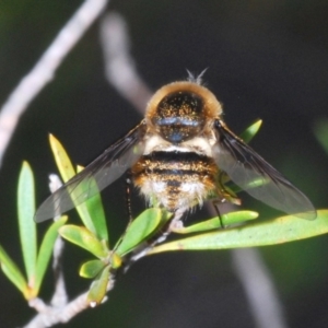 Bombyliidae (family) at Uriarra Village, ACT - 5 Nov 2019