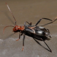 Zoedia divisa (Zoedia longhorn beetle) at ANBG - 30 Oct 2019 by TimL