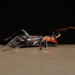 Zoedia divisa at Acton, ACT - 30 Oct 2019 01:44 PM