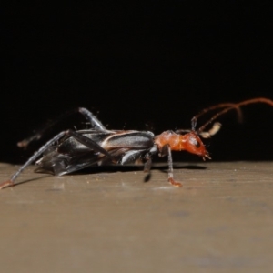 Zoedia divisa at Acton, ACT - 30 Oct 2019 01:44 PM