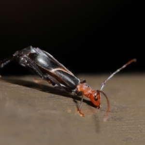 Zoedia divisa at Acton, ACT - 30 Oct 2019 01:44 PM