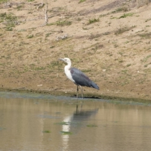 Ardea pacifica at Michelago, NSW - 30 Sep 2019 10:52 AM