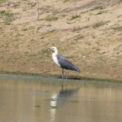 Ardea pacifica (White-necked Heron) at Illilanga & Baroona - 30 Sep 2019 by Illilanga