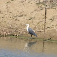 Ardea pacifica at Michelago, NSW - 30 Sep 2019 10:52 AM