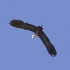 Ardea pacifica at Michelago, NSW - 30 Sep 2019 10:52 AM