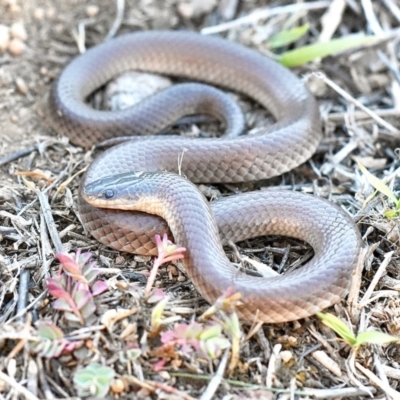 Parasuta dwyeri (Dwyer's Black-headed Snake) at Goorooyarroo NR (ACT) - 5 Nov 2019 by BrianHerps