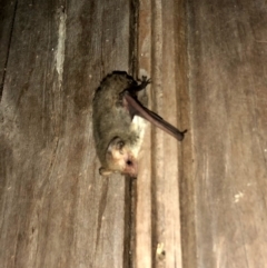 Nyctophilus geoffroyi (Lesser Long-eared Bat) at Wandiyali-Environa Conservation Area - 5 Nov 2019 by Wandiyali