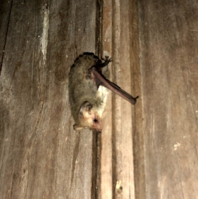 Nyctophilus geoffroyi (Lesser Long-eared Bat) at QPRC LGA - 5 Nov 2019 by Wandiyali