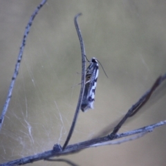 Eusemocosma pruinosa (Philobota Group Concealer Moth) at Hughes Grassy Woodland - 5 Nov 2019 by LisaH