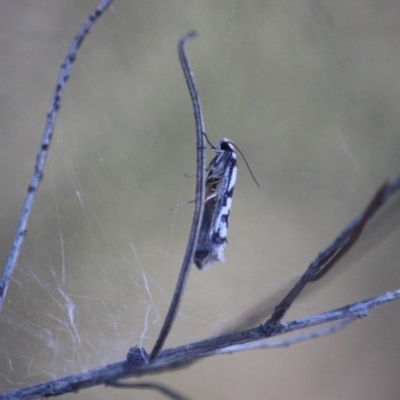 Eusemocosma pruinosa (Philobota Group Concealer Moth) at Hughes Grassy Woodland - 5 Nov 2019 by LisaH