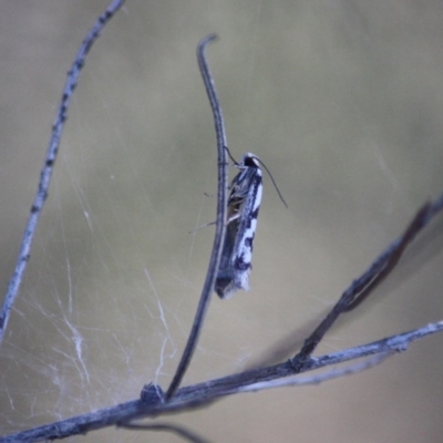 Eusemocosma pruinosa (Philobota Group Concealer Moth) at Hughes, ACT - 6 Nov 2019 by LisaH