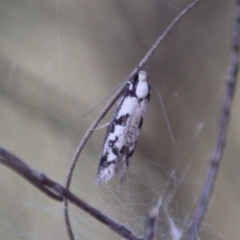 Eusemocosma pruinosa at Hughes, ACT - 6 Nov 2019 09:01 AM