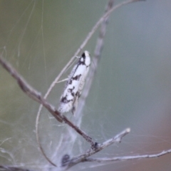 Eusemocosma pruinosa at Hughes, ACT - 6 Nov 2019 09:01 AM